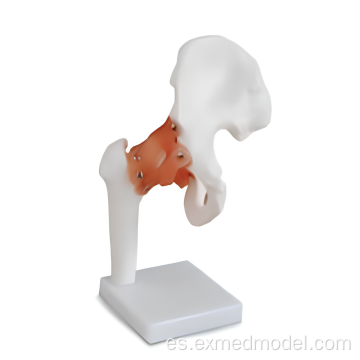 Modelo de anatomía de la articulación de la cadera de tamaño natural